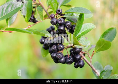 Beeren Aronia melanocarpa oder schwarze Aronia auf einem Busch. Nahaufnahme. Stockfoto
