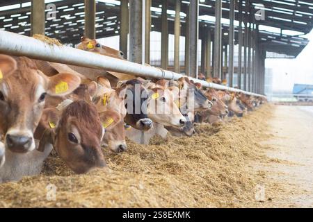 Jersey Cvows essen Silage in einer Scheune Stockfoto