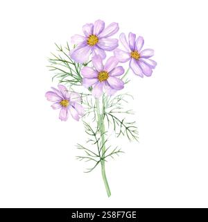 Aquarellrosa Kosmos Blume Zweig Illustration isolierter Hintergrund. Cosmea-Blüten mit Blättern am Stiel. Sommer mit Blumenmuster, Herbstelement für Design Stockfoto