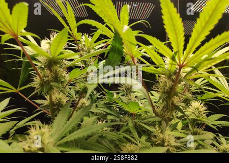 Nahaufnahme einer Cannabispflanze, die in einem thailändischen Café wächst. Stockfoto