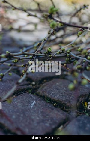 Der erste Frühling sanfte Blätter, Knospen und Zweige Makrohintergrund. Hochwertige Fotos Stockfoto