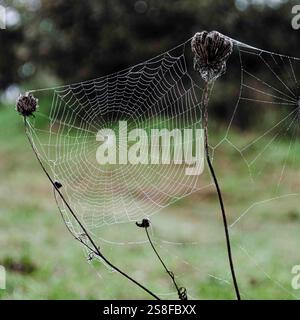 Kompliziertes Spinnennetz glitzert im Morgentau auf Wildblumenstielen auf einer ruhigen Wiese Stockfoto