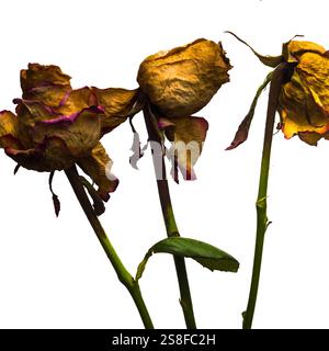 Drei getrocknete Rosen zeigen ihre einzigartigen Texturen und Farben. Die verblassten Blütenblätter zeigen eine Mischung aus Braun und Violett, die den Verlauf der Zeit offenbaren Stockfoto