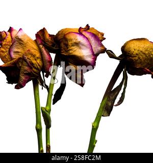 Drei getrocknete Rosen mit leuchtend violetten Kanten stehen vor weißem Hintergrund und symbolisieren den Lauf der Zeit und die Schönheit, die im Verfall zu finden ist. Stockfoto
