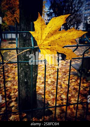 Leuchtend gelbes Blatt klebt am grünen Zaun, umgeben von gefallenem Laub im Herbstpark Stockfoto