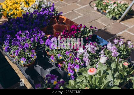 Bunte Veilchen in Töpfen sind auf dem Frühlingsmarkt erhältlich. Hochwertige Fotos Stockfoto