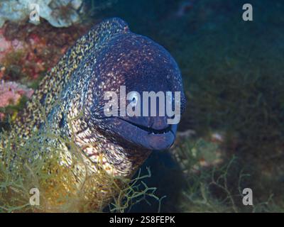 Muraena helena - mediterrane Muräne Stockfoto