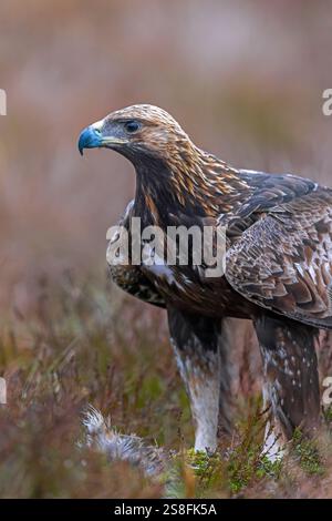 Europäischer Goldadler (Aquila chrysaetos chrysaetos chrysaetos) Nahporträt mit Beute in Moor/Heide Stockfoto