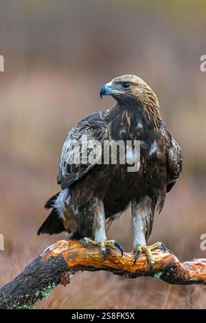 Europäischer Goldadler (Aquila chrysaetos chrysaetos chrysaetos), der im Winter auf einem Zweig im Moor/Heide thront Stockfoto