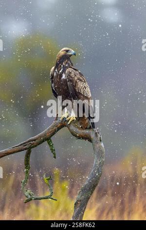 Europäischer Goldadler (Aquila chrysaetos chrysaetos chrysaetos), der im Winter bei Schneefall auf einem Zweig in Moorland/Heideflächen sitzt Stockfoto