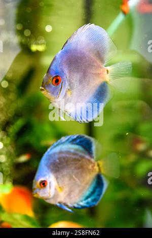 Zwei farbenfrohe Diskusfische schwimmen anmutig in einem Süßwasseraquarium und zeigen ihre leuchtenden Blau- und Orangetöne vor dem Hintergrund des grünen Aquats Stockfoto