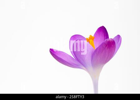Nahaufnahme eines Crocus tommasinianus vor weißem Hintergrund Stockfoto
