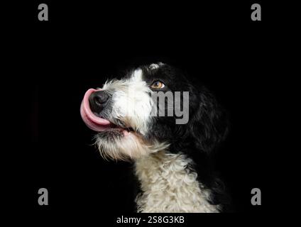 Profil hungriger Sapniel Wasserhund, der wegschaut und seine Lippen mit der Zunge leckt. Isoliert auf schwarzem dunklem Hintergrund Stockfoto