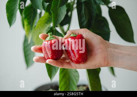Gärtner hält zwei frisch gepflückte rote Paprika und zeigt die Früchte erfolgreicher Gartenarbeit und städtischer Landwirtschaft in einer lebendigen Topfpflanze Stockfoto