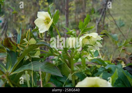 Nakanoshima Park in Osaka - Early Blooming Hellebore. Natürliche Schönheit auf der Hauptinsel Honshu. Tropfen Wasser auf Blütenblätter nach Regen Stockfoto