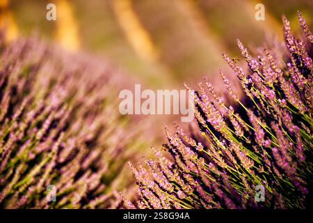 Nahaufnahme von Lavendel am sonnigen Tag, Provence, Frankreich Stockfoto