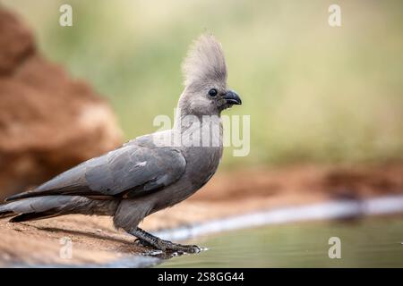 Grauer Go Away-Vogel, der entlang des Wasserlochenkammes im Kruger-Nationalpark, Südafrika, steht; Specie Corythaixoides koncolor-Familie der Musophagidae Stockfoto