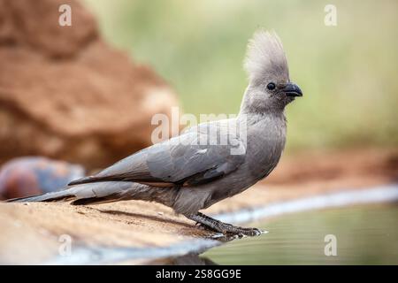 Grauer Go Away-Vogel, der entlang des Wasserlochenkammes im Kruger-Nationalpark, Südafrika, steht; Specie Corythaixoides koncolor-Familie der Musophagidae Stockfoto