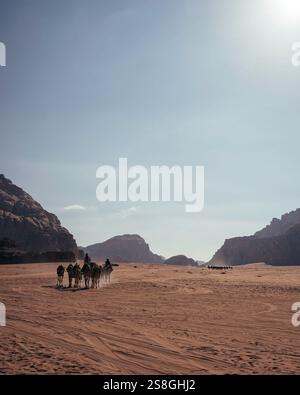 Beduinenmensch mit seiner Kamelherde in der Wüste von Wadi Rum, Jordanien. Stockfoto