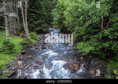 Bergfluss in einem Wald in den Pyrenäen, Frankreich, im Frühling mit üppiger grüner Vegetation Stockfoto