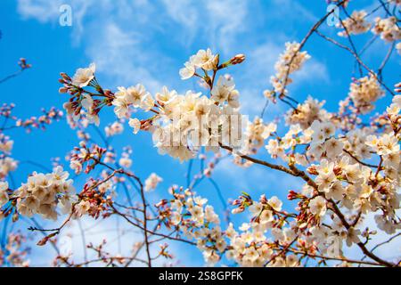 Kirschblüten blühen in Washington D.C. Stockfoto