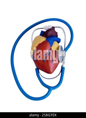 Ein detailliertes anatomisches Herzmodell in Verbindung mit einem blauen Stethoskop, das auf weißem Hintergrund dargestellt wird, das Gesundheits- und Kardiologiekonzepte symbolisiert Stockfoto