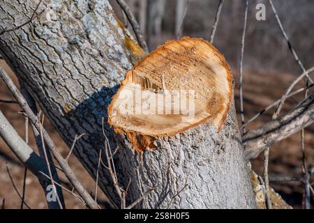 Ein großer Baumstumpf mit einem Loch in der Mitte. Der Stumpf ist von Ästen und Blättern umgeben Stockfoto