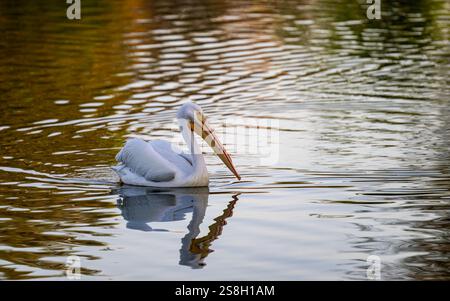 Pelikan schwimmt auf dem See in Ocala, Florida. Stockfoto