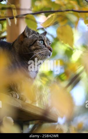 Porträt einer aufmerksamen Katze im Freien, umgeben von Herbstfarben in new york. Stockfoto