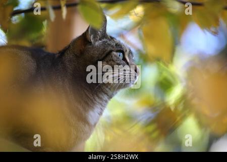 Porträt einer aufmerksamen Katze im Freien, umgeben von Herbstfarben in new york. Stockfoto
