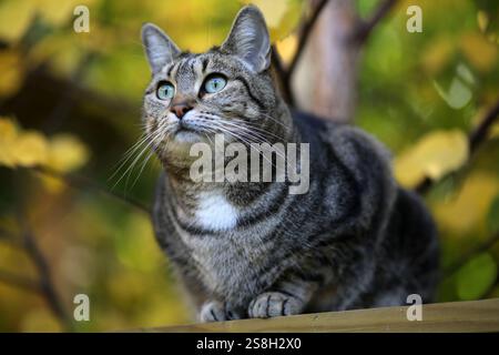 Porträt einer aufmerksamen Katze im Freien, umgeben von Herbstfarben in new york. Stockfoto