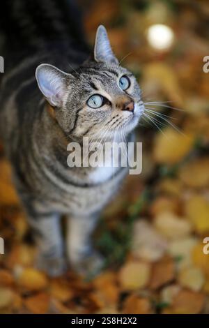 Porträt einer aufmerksamen Katze im Freien, umgeben von Herbstfarben in new york. Stockfoto