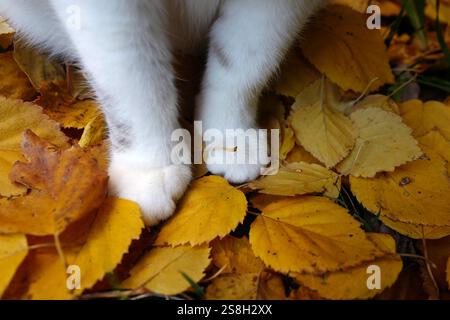 Vorderbeine einer weißen Katze, die auf einem herbstlichen Teppich aus gelben Blättern sitzt. Stockfoto