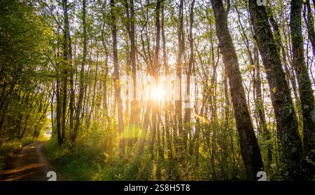 Goldene Stunde in einem Wald, bei Sonnenuntergang, der Lichtstrahlen durch die Bäume wirft Stockfoto