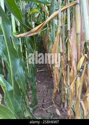 Ein Blick auf einen schmalen Gang zwischen Reihen von Maispflanzen. Gesunde grüne Pflanzen auf der einen Seite stehen im Kontrast zu trockenen, braunen, verwelkten Pflanzen auf der anderen Seite. Die Stockfoto