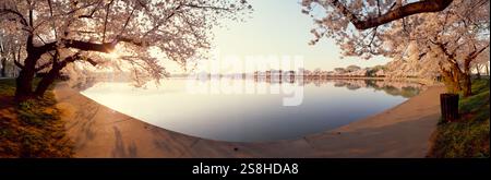 Kirschblüten im Lakeside, Washington DC, USA Stockfoto