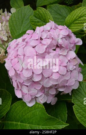 Rosa Hortensie Blumen Stockfoto
