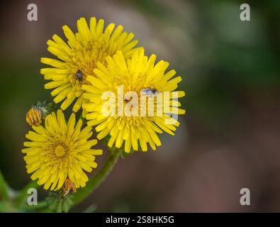 Weichhaariger Schwefelkäfer (Urospermum dalechampii) mit Käfer, Ordnung Asteraceae, Villanova Monteleone, Europa, Provinz Sassari, Italien Stockfoto