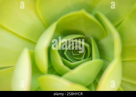 Nahaufnahme der lebendigen grünen saftigen Pflanze Stockfoto