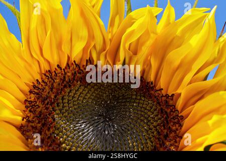 Detail einer Sonnenblume mit reifenden Sonnenblumenkernen im Blütenstand Stockfoto