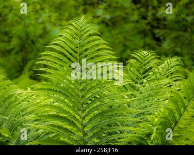 Nahaufnahme von Farn Blätter Stockfoto