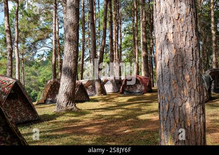 Campingzelt im Kiefernwald im Pang Tong unter dem Royal Forest Park ( Pang ung ) in der Provinz Mae Hong Son, Thailand. Pang Ung ist ein beliebter Ort Stockfoto