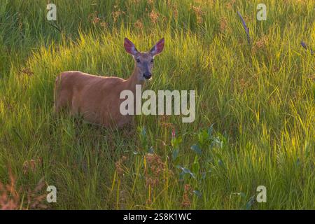 Weißschwanzhirsch an einem Juliabend im Norden von Wisconsin. Stockfoto