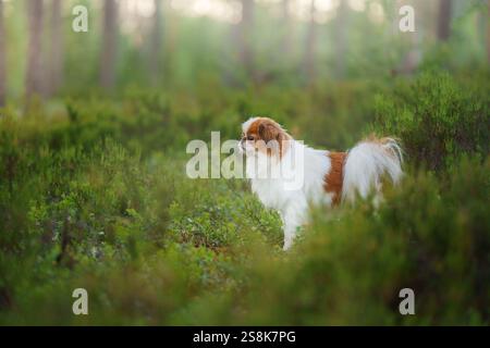 Ein kleiner Hund Pekingese erkundet eine Waldlichtung, umgeben von Grün. Die neugierige Natur des Hundes steht im Kontrast zur ruhigen, natürlichen Umgebung. Stockfoto