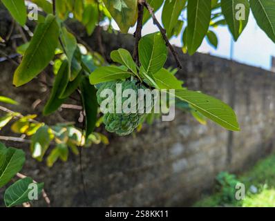 Zucker Apfel Stockfoto