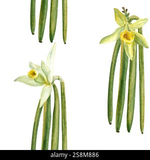 Vanilleblüten und Bohnen Pflanzen nahtloses Muster in Aquarell isoliert auf weißem Hintergrund. Hochwertiges handgezeichnetes Design, perfekt für Gewürzdosen Stockfoto