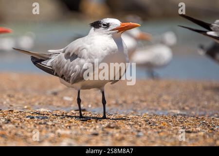 Nahaufnahme einer königlichen Seeschwalbe (Thalasseus maximus) auf Amelia Island am Fort Clinch State Park Beach in Fernandina Beach, Florida. (USA) Stockfoto