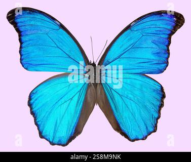 Morpho godartii Schmetterling isoliert auf rosa Hintergrund Stockfoto