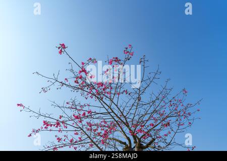 Eine Menge rosa Blumen auf dem Zweig Stockfoto