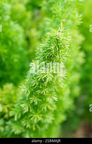 Nahaufnahme grüner Pflanzen im Winter Stockfoto